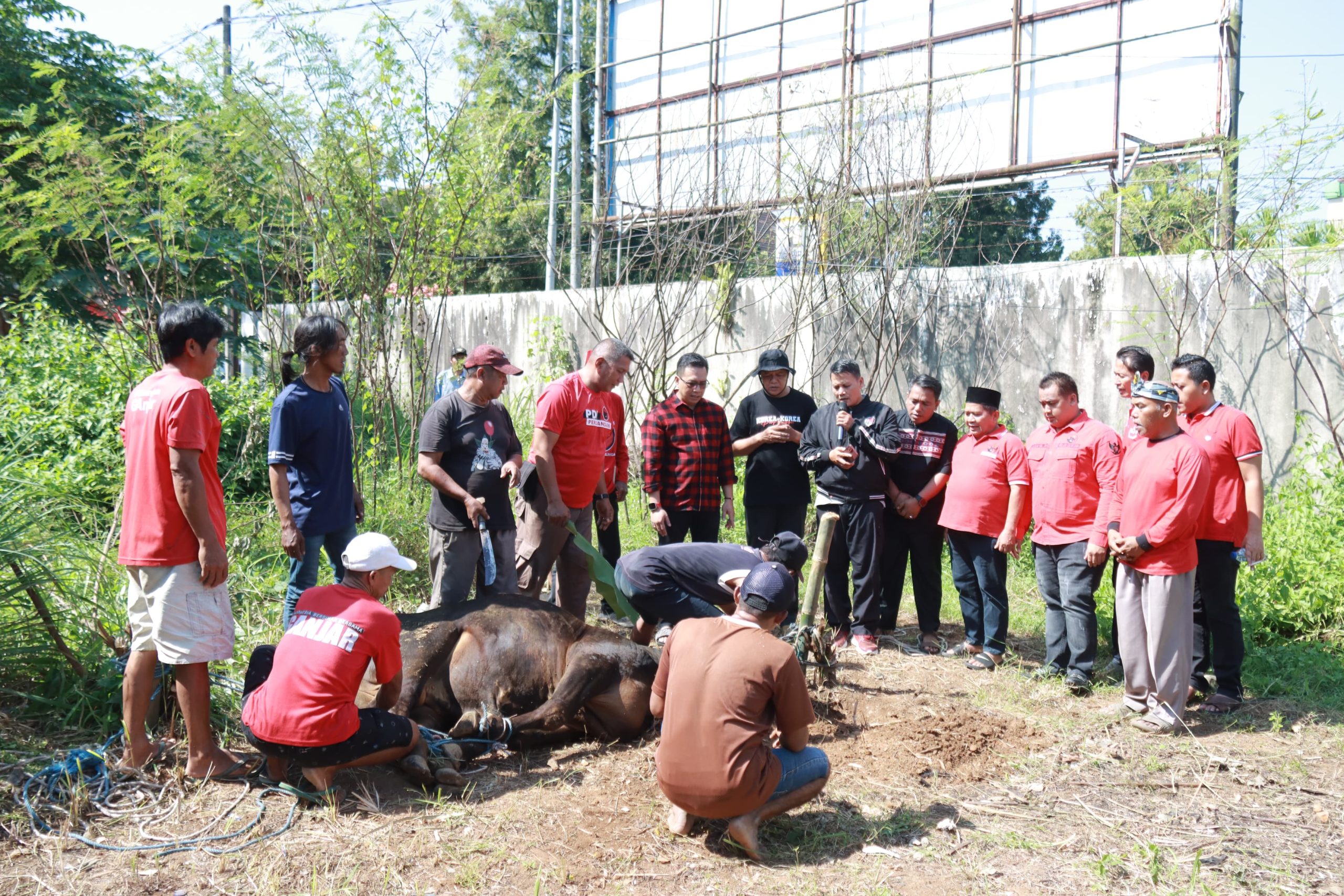 DPC PDI Perjuangan Purbalingga Berkurban Dua Sapi Pemberian Ketua DPRD dan Anggota DPR RI