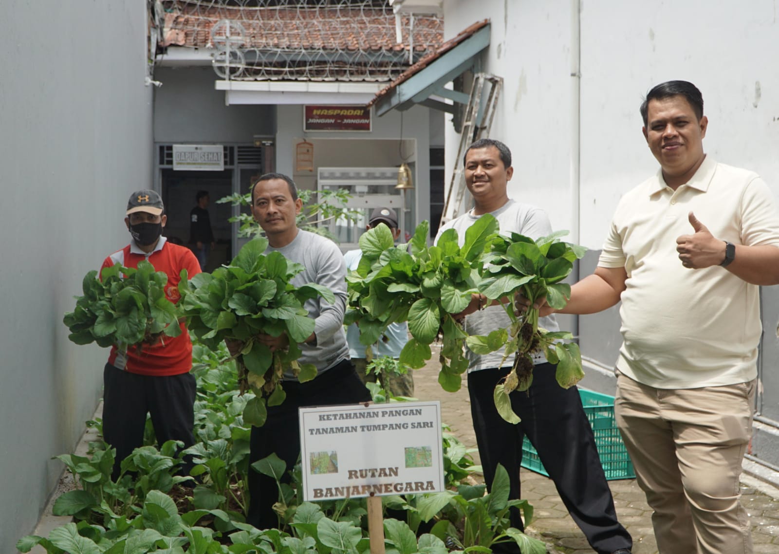 Panen Caisim Jumbo dari Balik Jeruji, Bukti Warga Binaan Rutan Banjarnegara Produktif dan Mandiri
